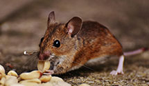 24 Hour & Emergency Exterminators in Tilden, IL